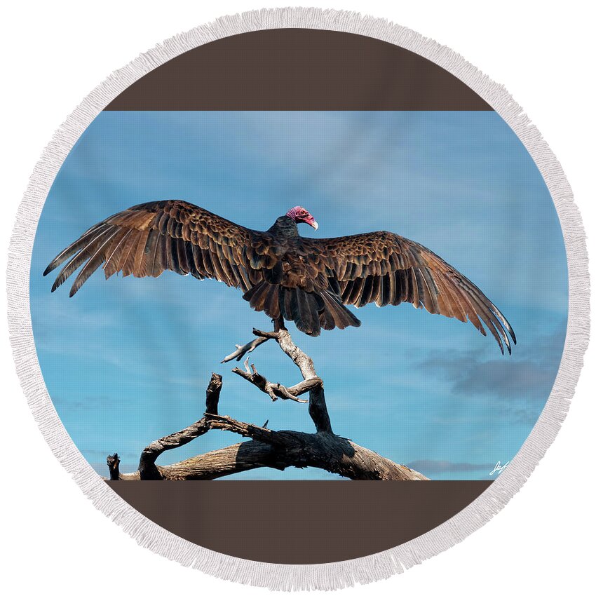 Adult Round Beach Towel featuring the photograph Turkey Vulture Perched in a Dead Tree by Jeff Goulden