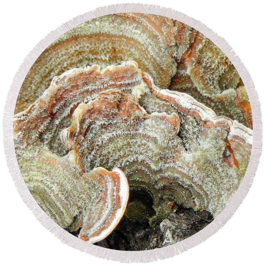 Abstract Round Beach Towel featuring the photograph Turkeytail Fungus Abstract by Karen Rispin