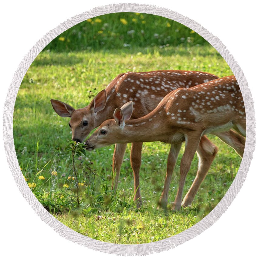 Twin Fawns Round Beach Towel featuring the photograph Twin Fawns Baby Deer by Sandra J's