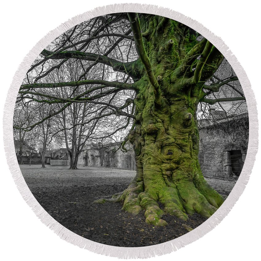 Abbey Round Beach Towel featuring the photograph Twisted old beech trunk and green moss by Jean-Luc Farges