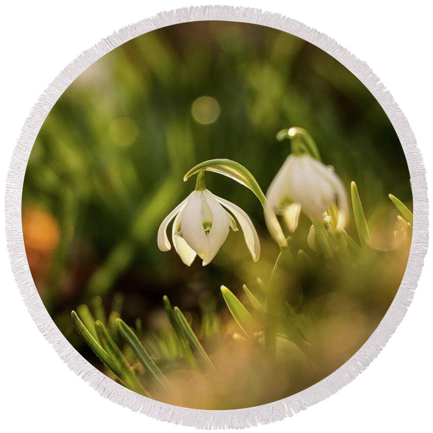 Galanthus Nivalis Round Beach Towel featuring the photograph Galanthus nivalis at spring by Vaclav Sonnek