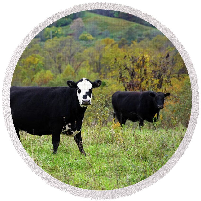 Cows In A Field Round Beach Towel featuring the photograph Two Cows in the Fall by Mike Murdock
