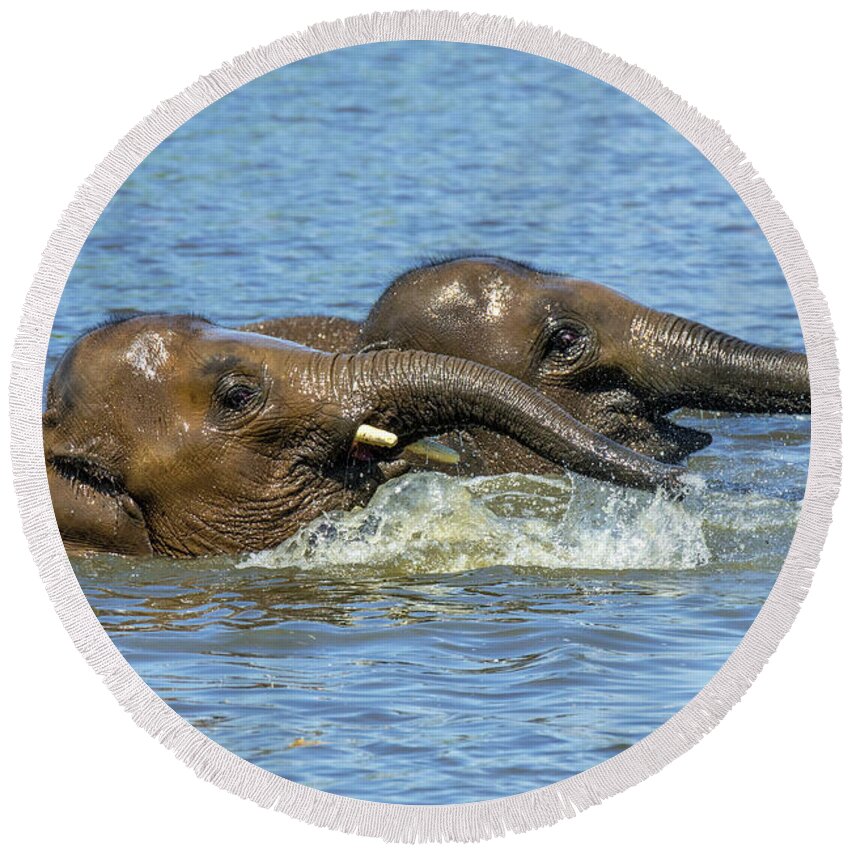 Asian Elephant Round Beach Towel featuring the photograph Two Elephants Playing in Water by Arterra Picture Library
