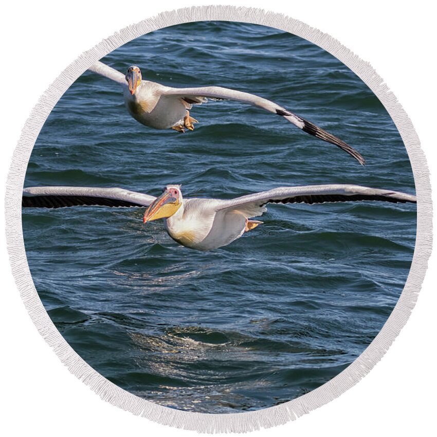 Great White Pelican Round Beach Towel featuring the photograph Two Great White Pelican Flying by Belinda Greb