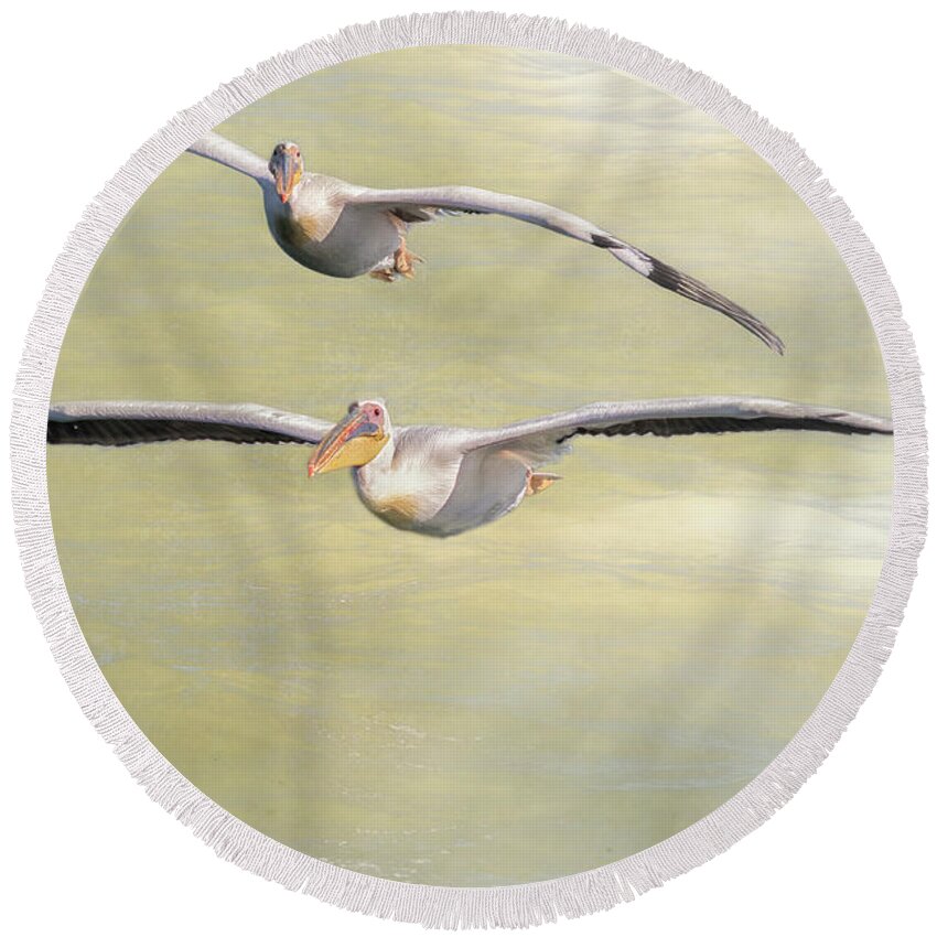 Great White Pelican Round Beach Towel featuring the photograph Two Great White Pelican Flying with texture by Belinda Greb
