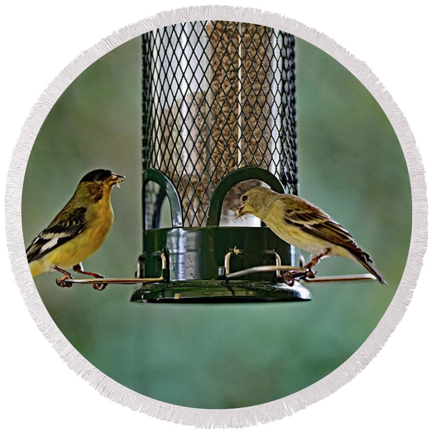 Lesser Goldfinch Round Beach Towel featuring the photograph Two Lesser Goldfinch at Feeder by Amazing Action Photo Video