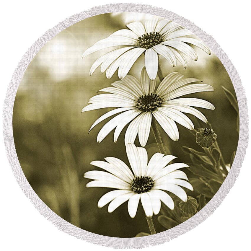 Daisies Round Beach Towel featuring the photograph Under my umbrella by Vanessa Thomas