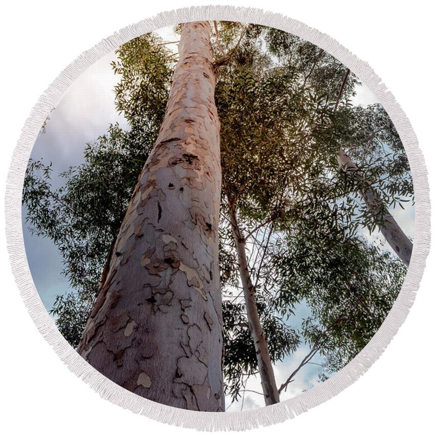Eucalyptus Round Beach Towel featuring the photograph Under the Eucalyptus Trees by Alison Frank