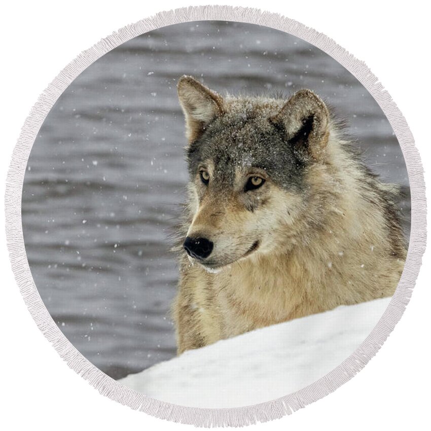Wolf Round Beach Towel featuring the photograph Untamed Beauty by Julie Argyle