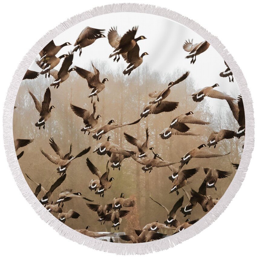 Canadian Geese Round Beach Towel featuring the photograph Up, Up and Away by Scott Cameron