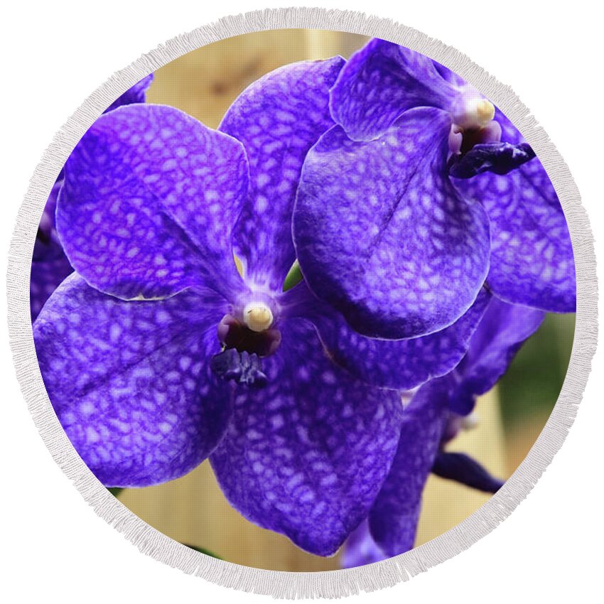 China Round Beach Towel featuring the photograph Vanda Orchid Portrait II by Tanya Owens