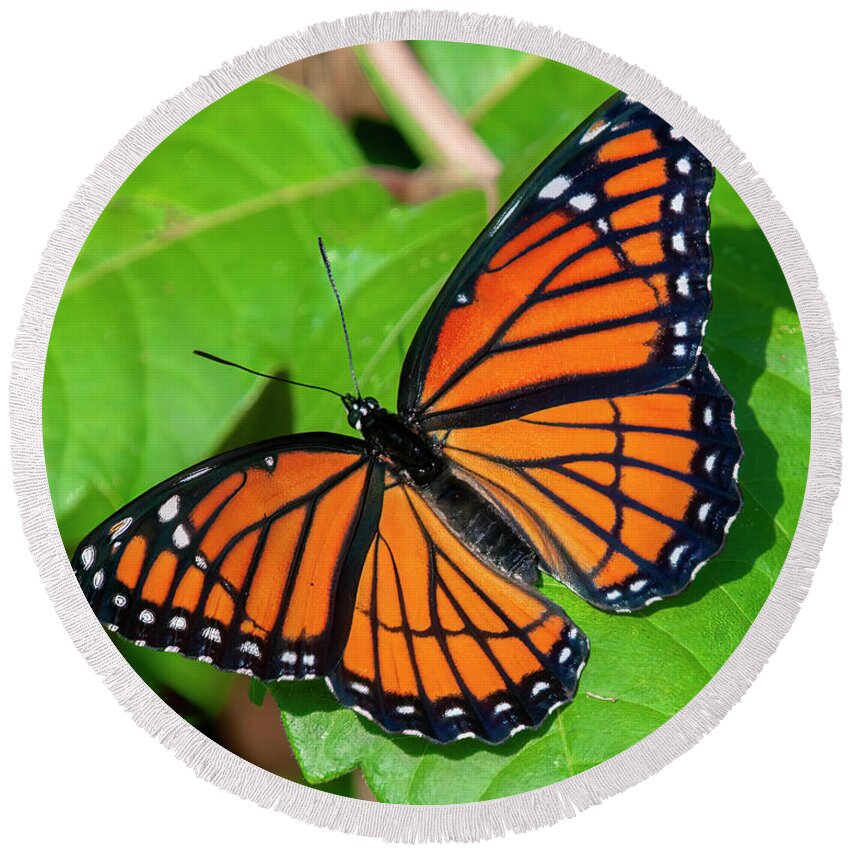 Butterfly Round Beach Towel featuring the photograph Viceroy Butterfly DIN0368 by Gerry Gantt