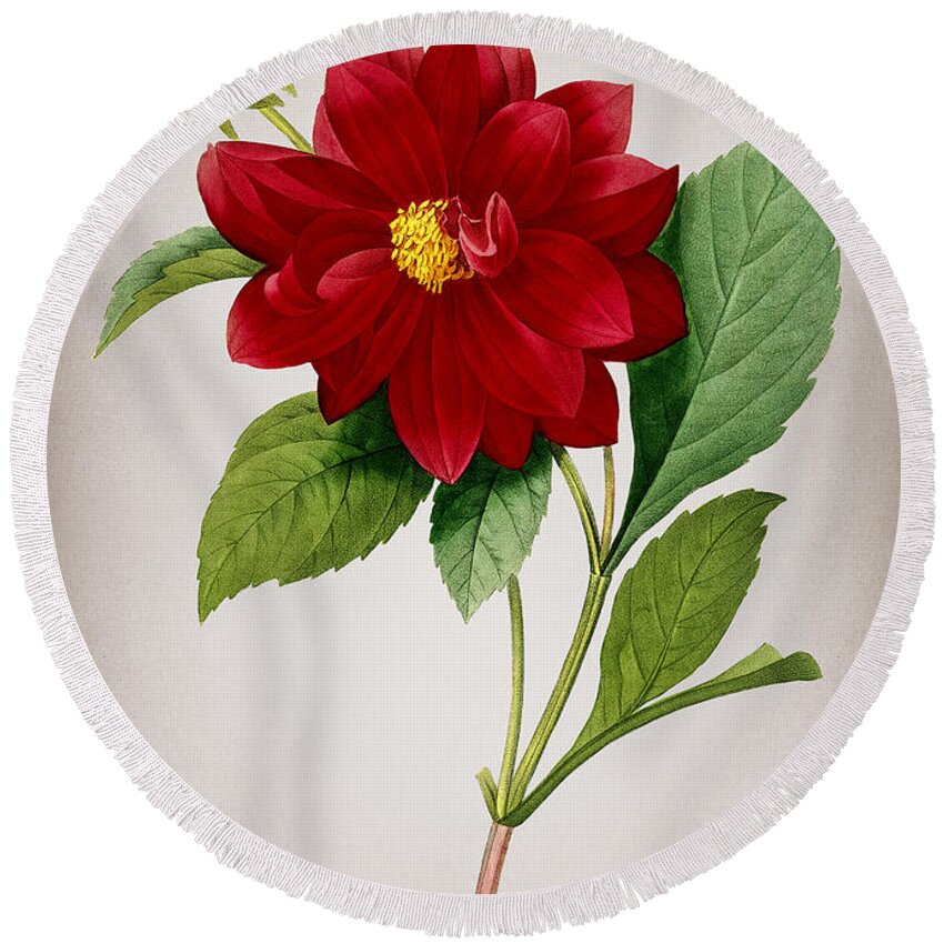 Vintage Round Beach Towel featuring the mixed media Vintage Double Dahlias Botanical Illustration on Parchment by Holy Rock Design