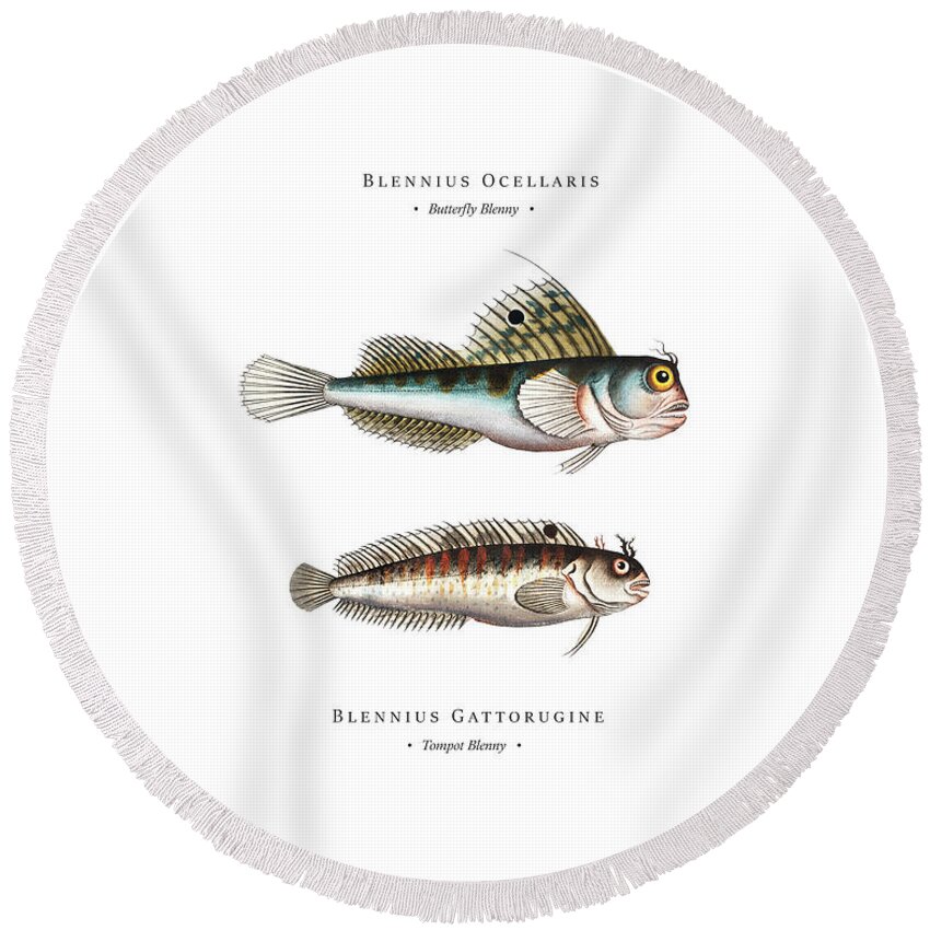 Illustration Round Beach Towel featuring the digital art Vintage Fish Illustration - Butterfly Blenny, Tompot Blenny by Studio Grafiikka