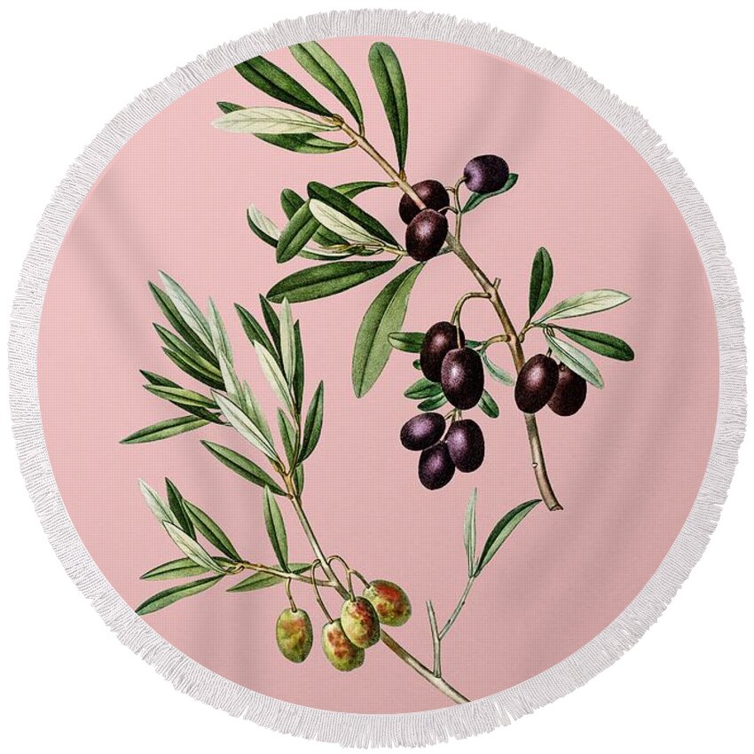 Holyrockarts Round Beach Towel featuring the mixed media Vintage Olive Botanical Illustration on Pink by Holy Rock Design
