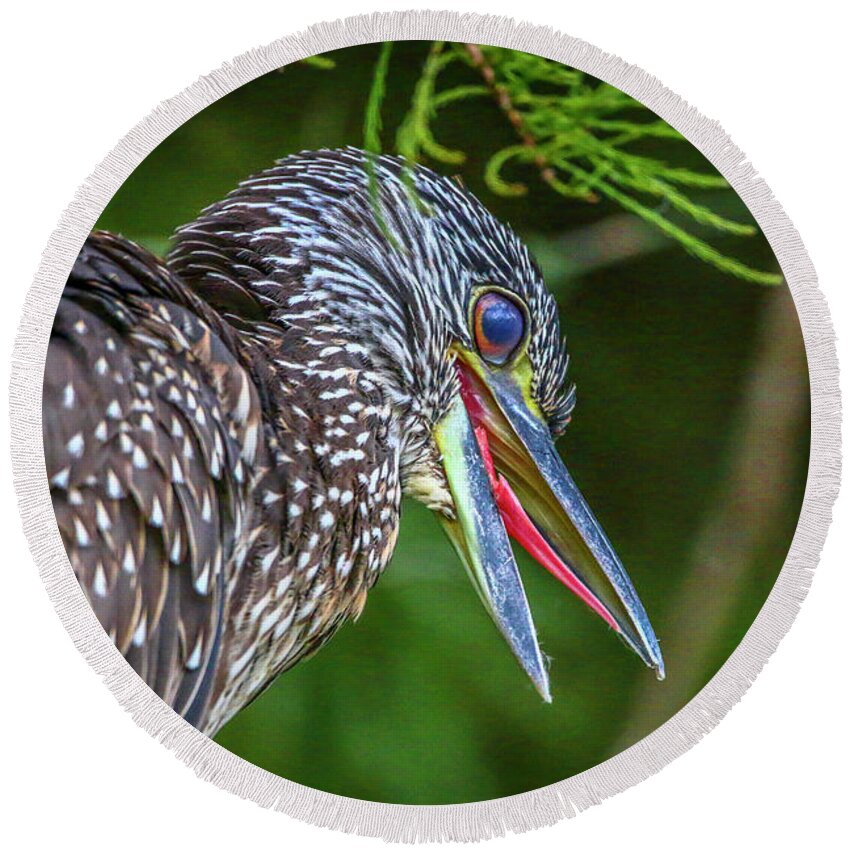Heron Round Beach Towel featuring the photograph Vocal Night Heron by Tom Claud