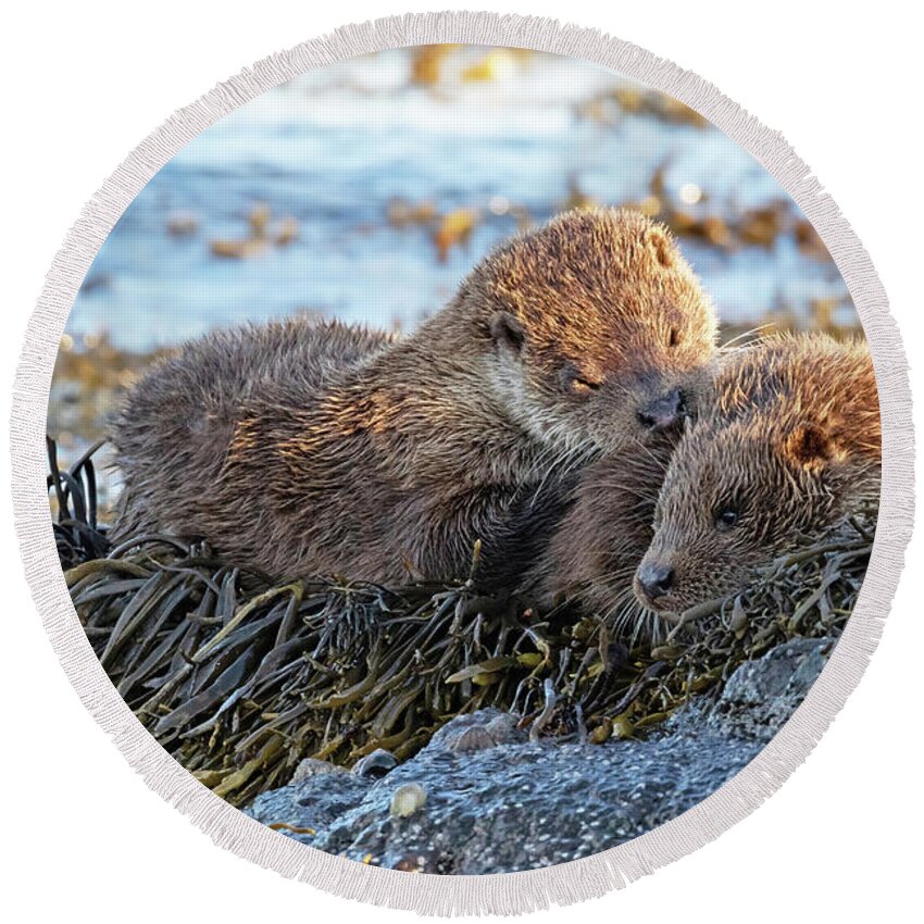 Otter Round Beach Towel featuring the photograph Watching The Tide Come In by Pete Walkden