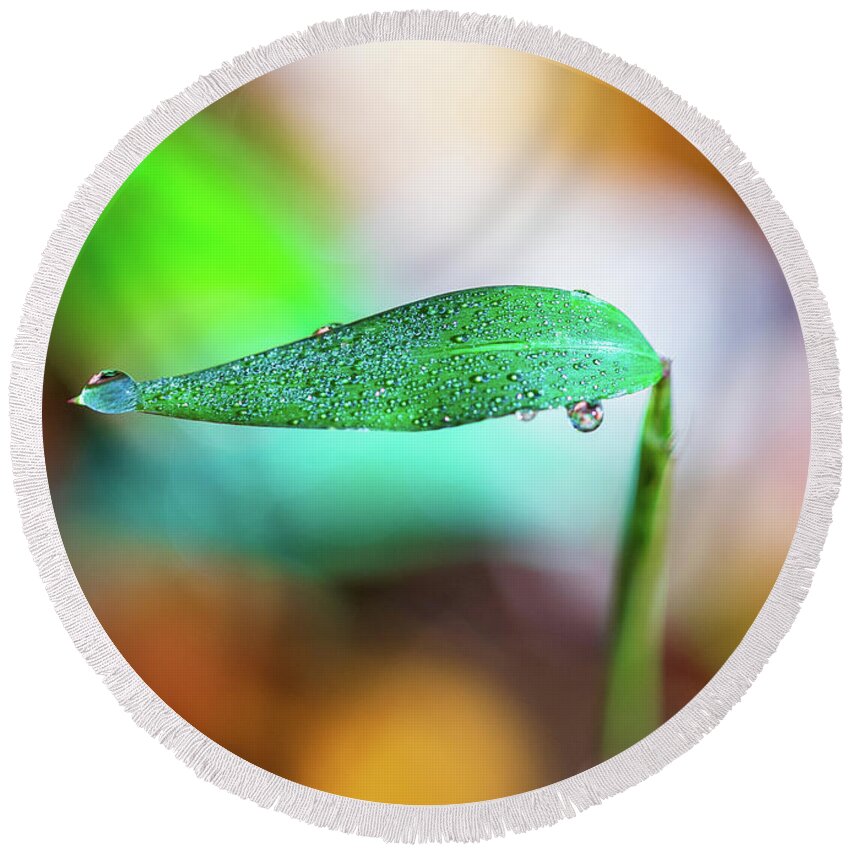 Water Drops Round Beach Towel featuring the photograph Water Drops on Leaf by Amelia Pearn