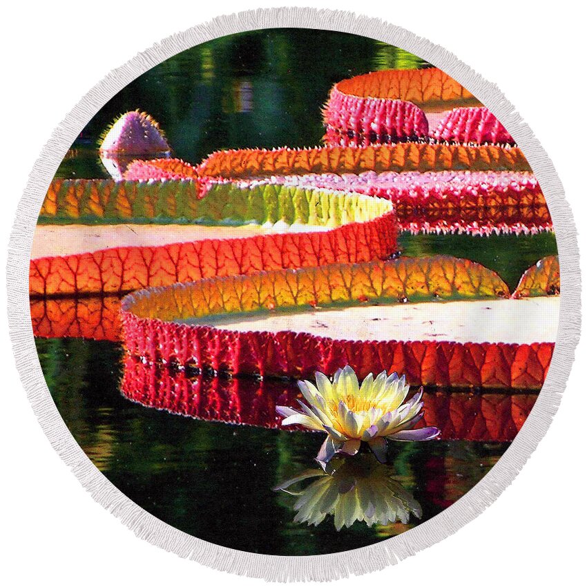 Water Lily Round Beach Towel featuring the photograph Water Lily Design by John Lautermilch