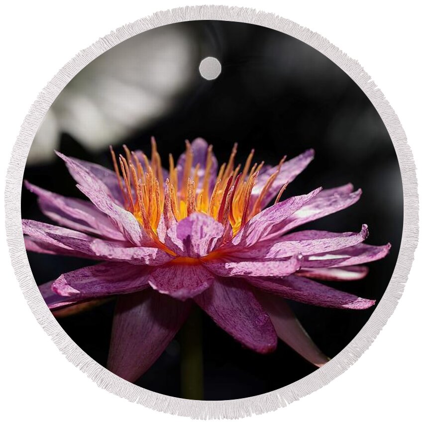 Water Lily Round Beach Towel featuring the photograph Water Lily in the Spotlight by Mingming Jiang