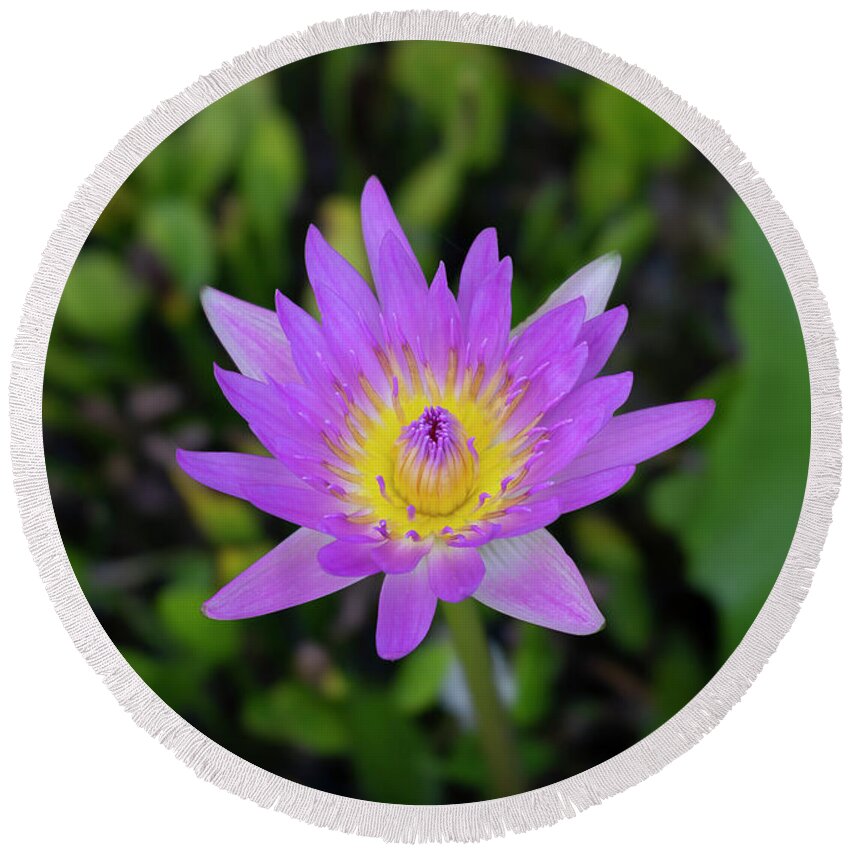 Flower Round Beach Towel featuring the photograph Water Lily by Silvia Marcoschamer