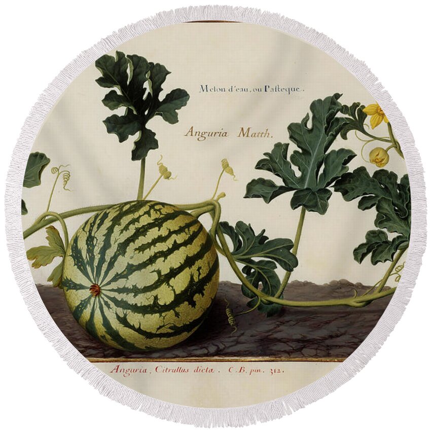 Watermelon Round Beach Towel featuring the photograph Watermelon Vine And Fruit O1 by Botany