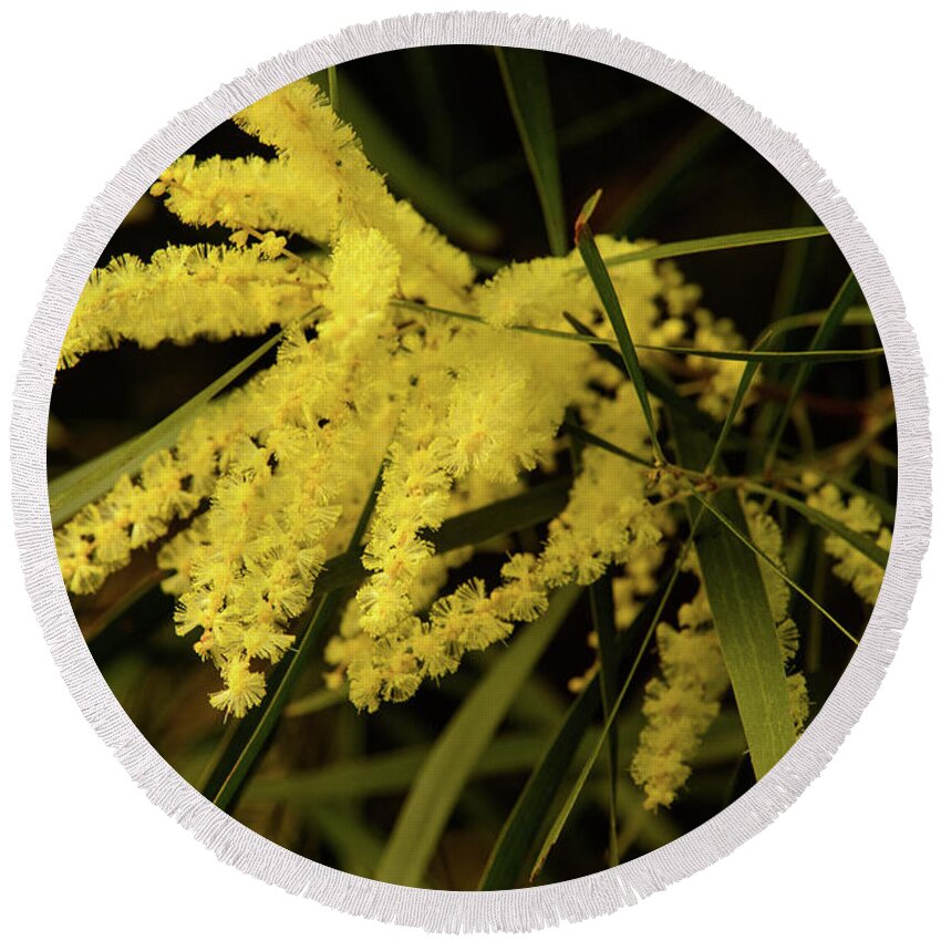 Flora;plant;flower;acacia;wattle;yellow;wildflower Round Beach Towel featuring the photograph Wattle C02 by Werner Padarin