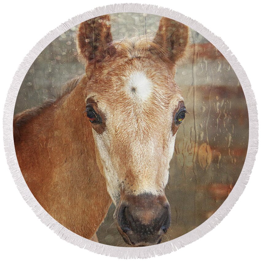 American Saddlebred Foal Horse Art Round Beach Towel featuring the photograph Week Old Foal by Jerry Cowart