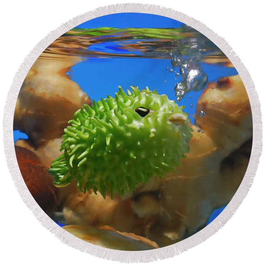 West Indian Gherkin Round Beach Towel featuring the photograph West Indian Gherkin Puffer Fish by Cacio Murilo De Vasconcelos