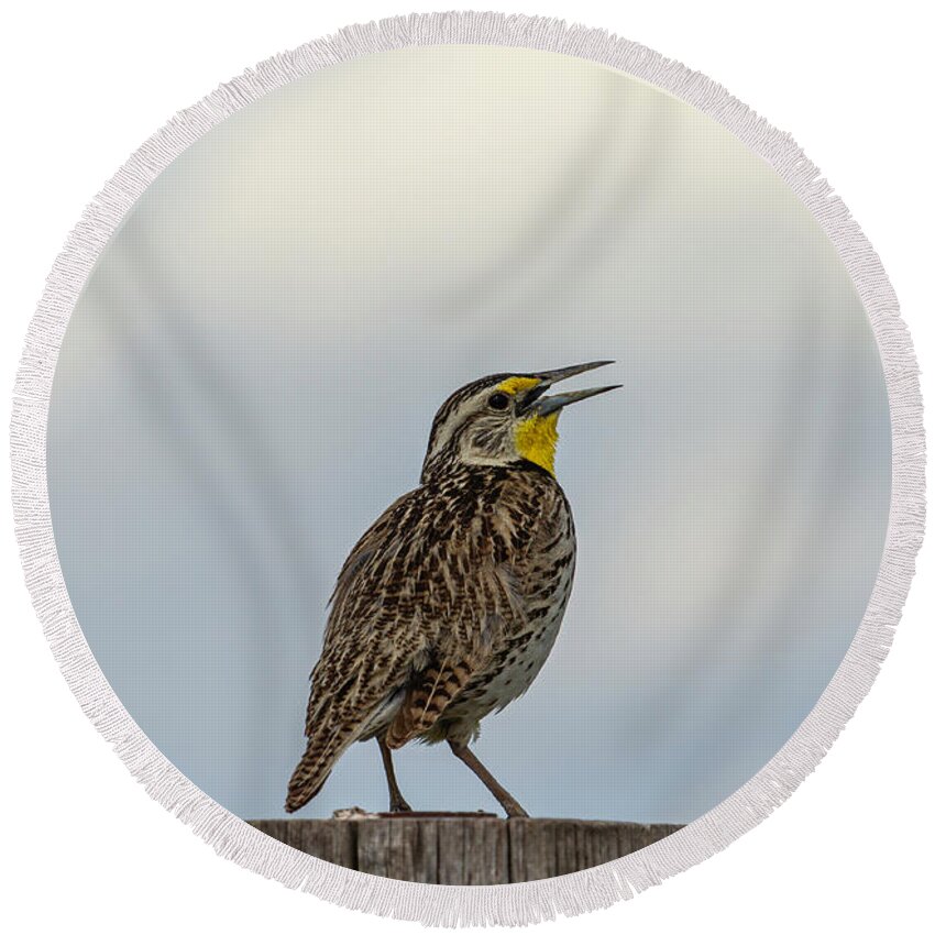 Western Meadowlark Round Beach Towel featuring the photograph Western Meadowlark 2014 by Thomas Young