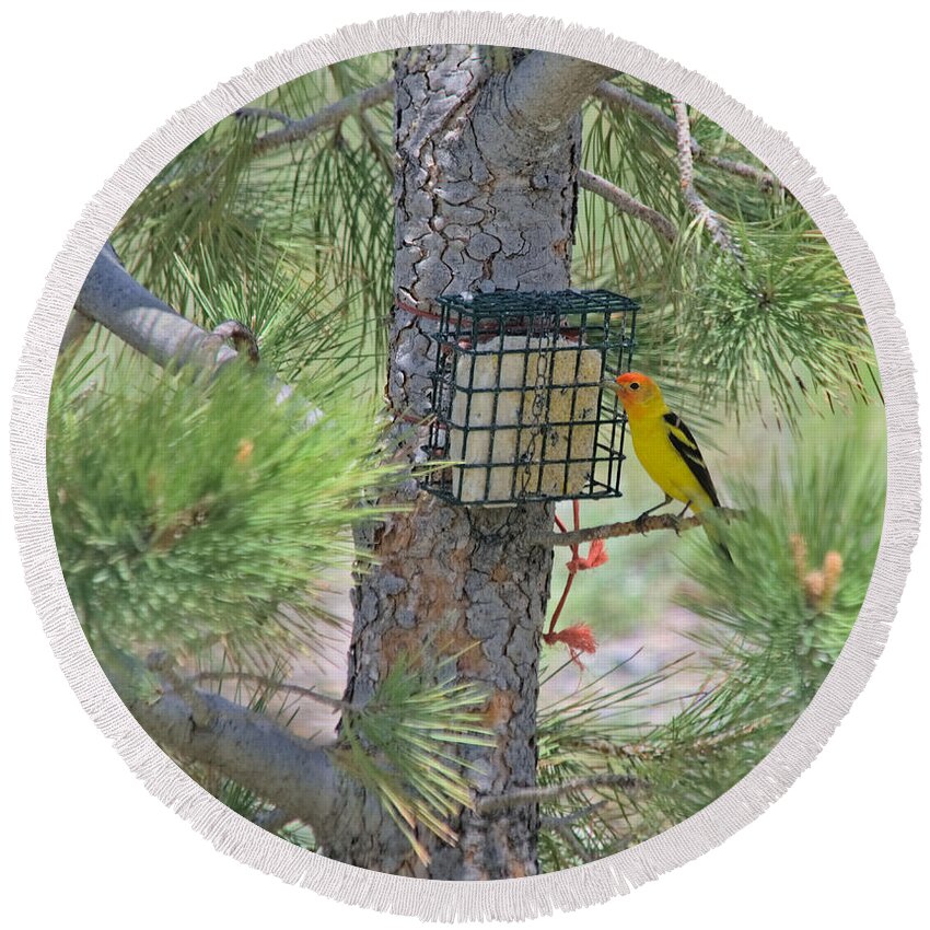 Tanager Round Beach Towel featuring the photograph Western Tanager Feeding by Kae Cheatham