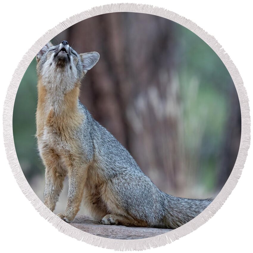 Fox Round Beach Towel featuring the photograph What does the Fox Say? by Randy Robbins