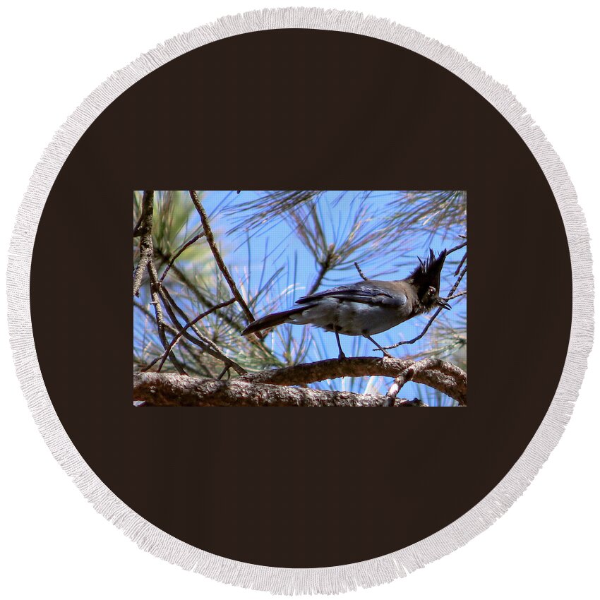 Bluejay Stellar's Bluejay Wild Bird Bird Nature Wildlife Wildlife Photography Nature Photography  Round Beach Towel featuring the photograph What is That? by Laura Putman