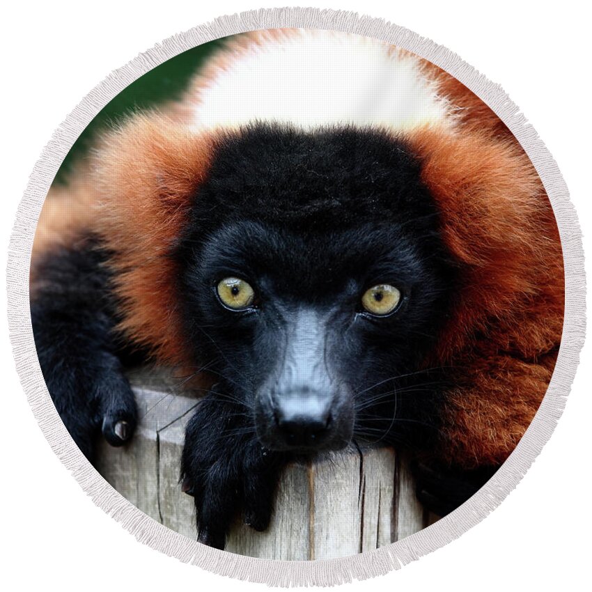 Red Ruffed Lemur Round Beach Towel featuring the photograph Whatchya Lookin At by Lens Art Photography By Larry Trager