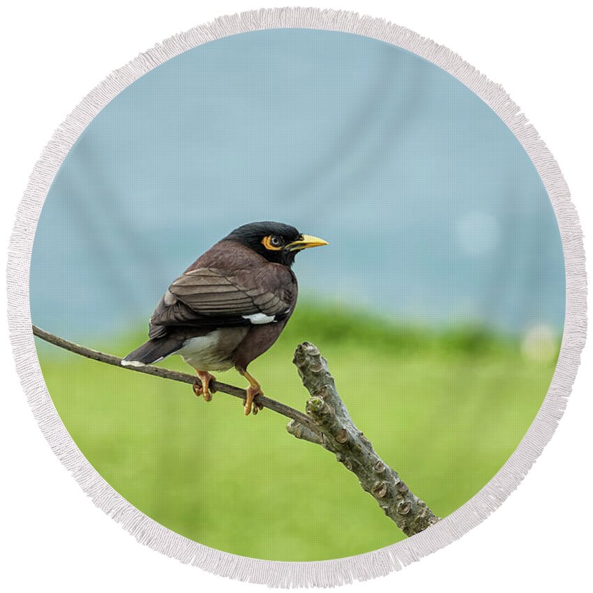 Common Myna Round Beach Towel featuring the photograph What's Common About a Common Myna by Belinda Greb