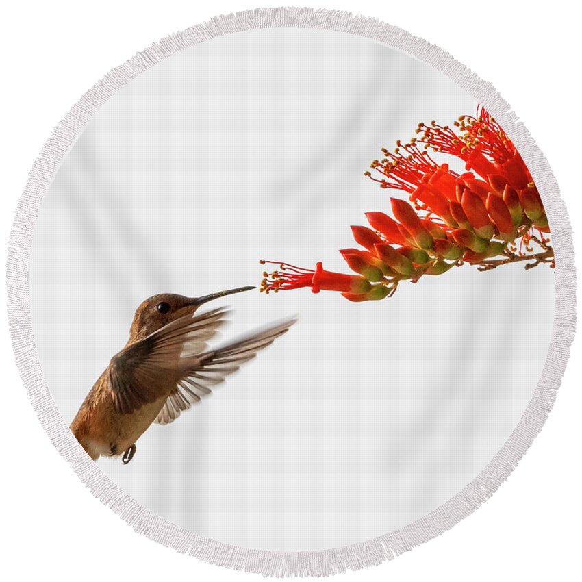 Hummingbird Round Beach Towel featuring the photograph What's For Breakfast? by Joe Schofield