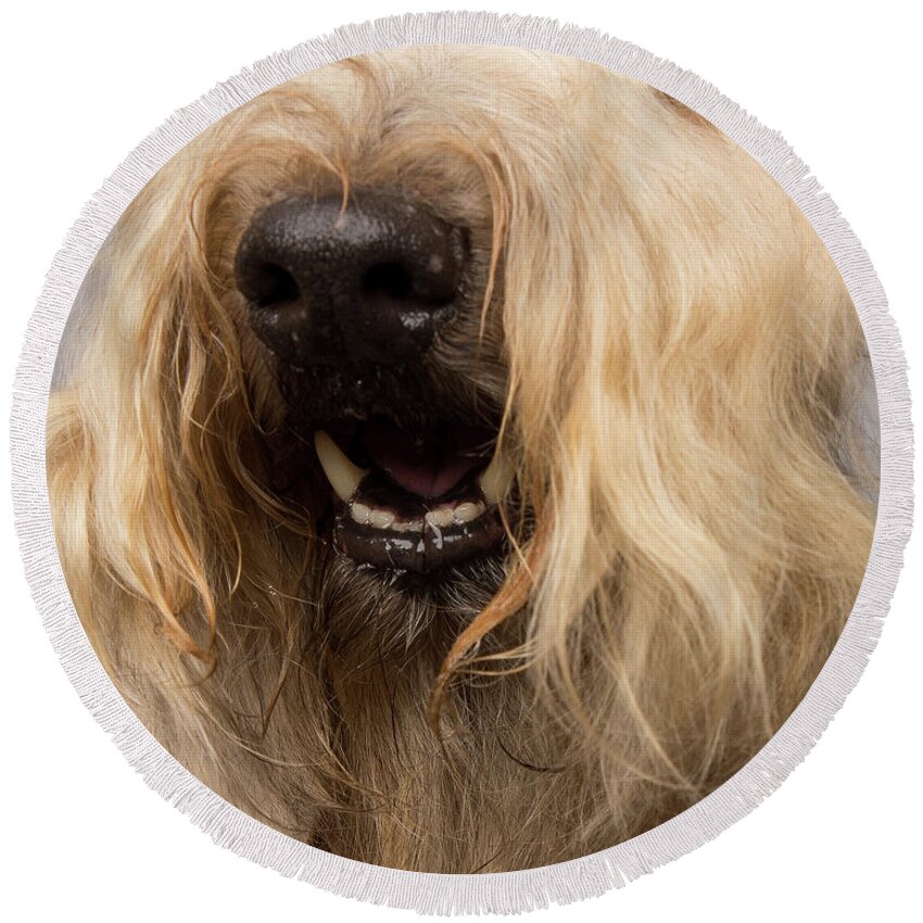 Wheaten Round Beach Towel featuring the photograph Wheaten Face Mask 4 by Rebecca Cozart