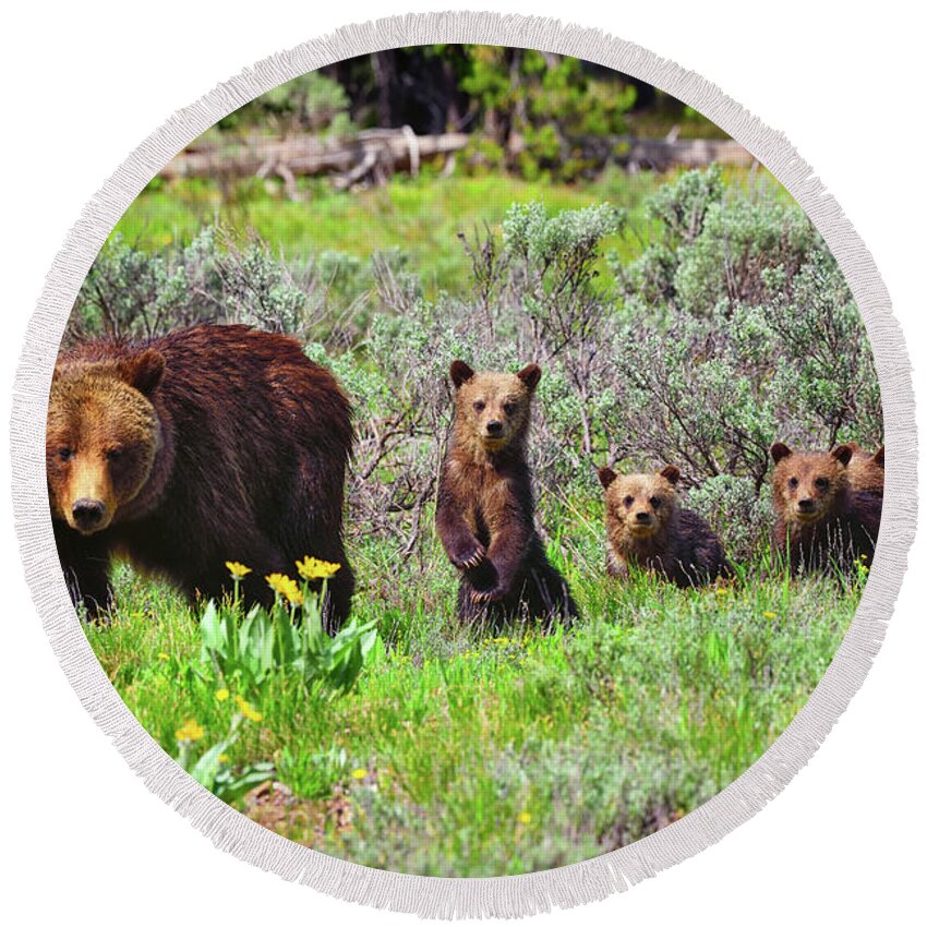 Grizzly 399 Round Beach Towel featuring the photograph Where Are We Going Mom? by Greg Norrell