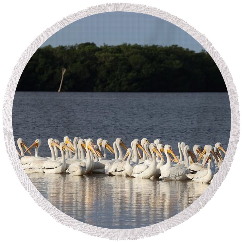 White American Pelican Round Beach Towel featuring the photograph White American Pelicans by Mingming Jiang