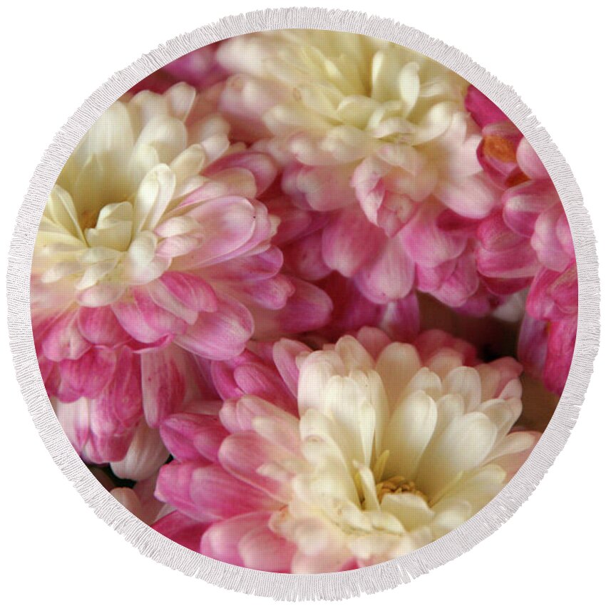 Flora Round Beach Towel featuring the photograph White and Pink Mums by Mariarosa Rockefeller