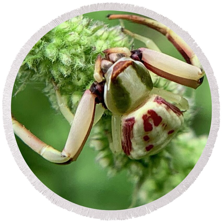 Spider Round Beach Towel featuring the photograph White Banded Crab Spider by Catherine Wilson