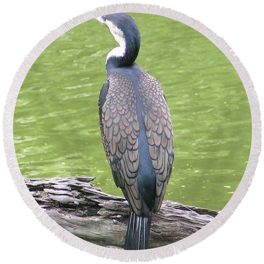 Cormorant Round Beach Towel featuring the photograph White-breasted Great Cormorant by Heather E Harman