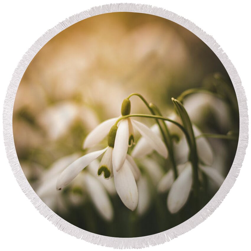 Europe Round Beach Towel featuring the photograph White common snowdrop - prank of nature by Vaclav Sonnek