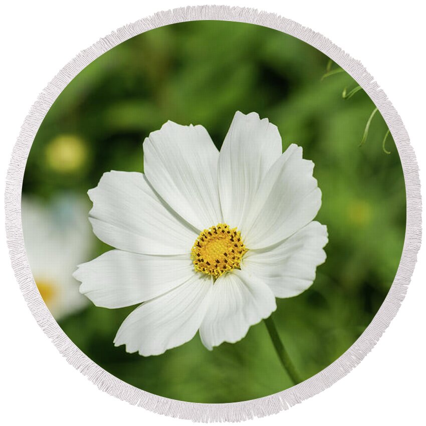 Cosmos Flower Round Beach Towel featuring the photograph White Cosmos Bipinnatus by Tanya C Smith