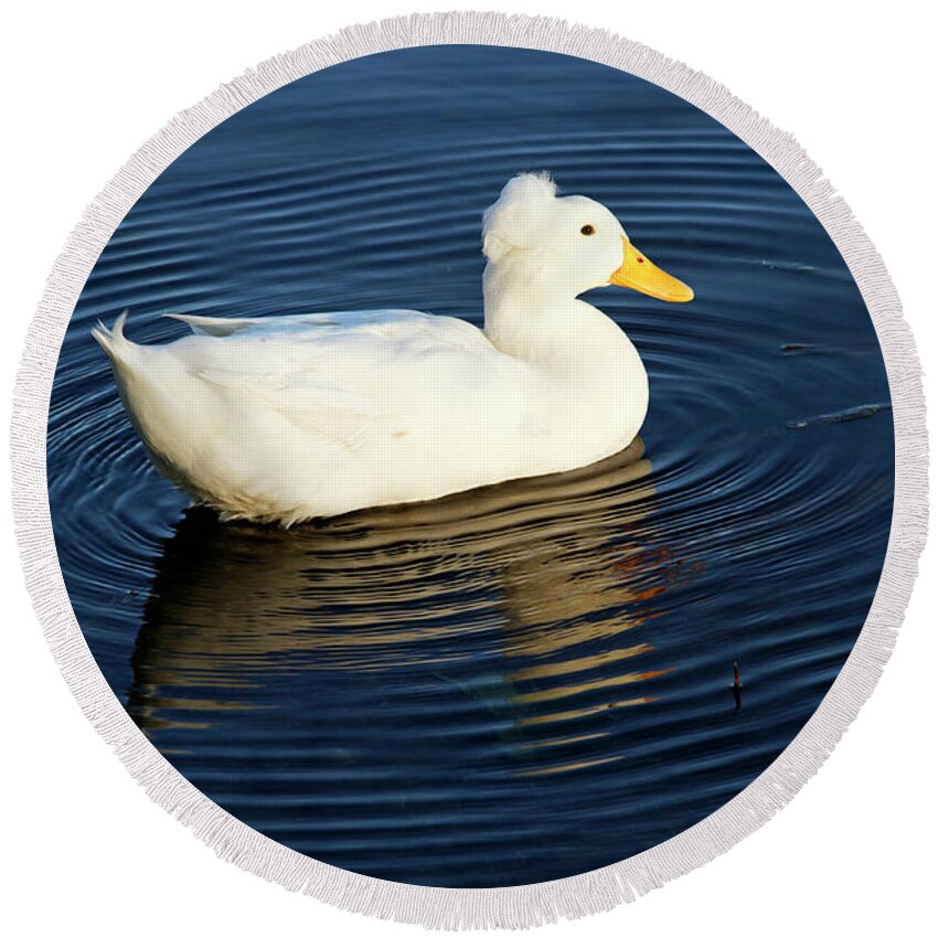 White Crested Duck Round Beach Towel featuring the photograph White Crested Duck Swimming by Sally Weigand