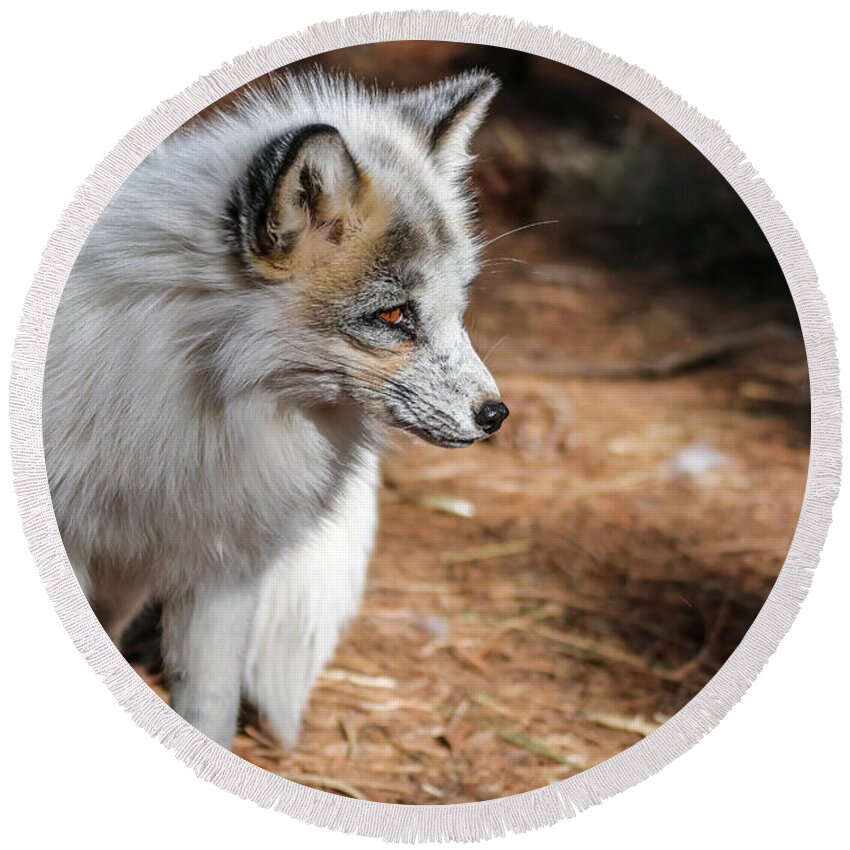 Arctic Marble Fox Round Beach Towel featuring the photograph White Fox by Dawn Richards