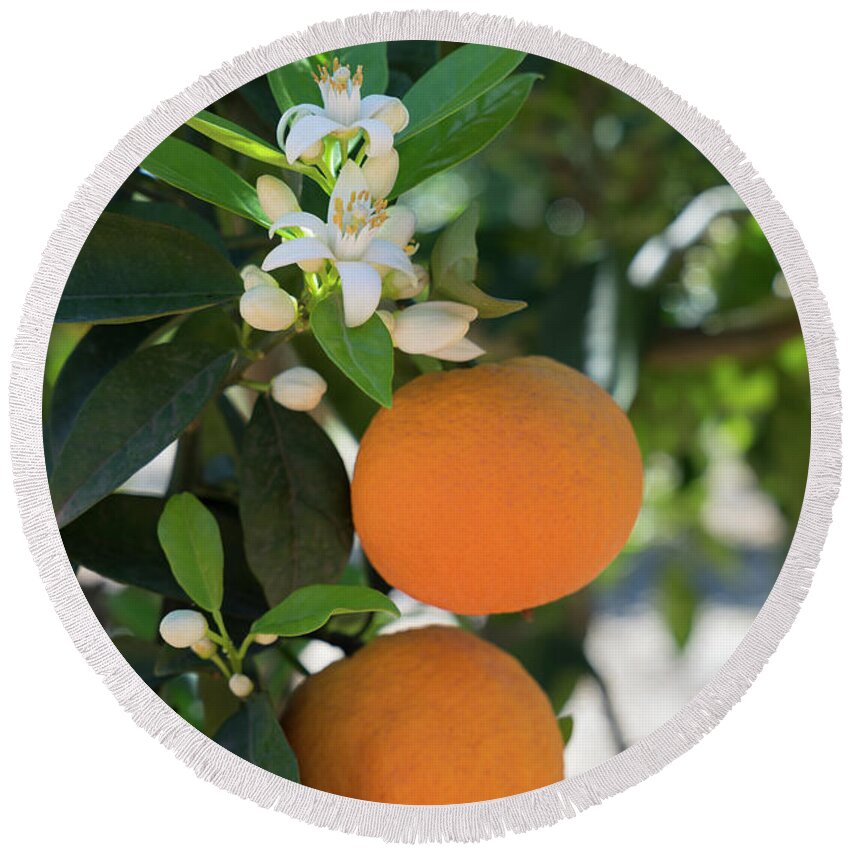 Orange Blossom Round Beach Towel featuring the photograph White orange blossom, fruits and floral beauty in the mediterranean sunlight by Adriana Mueller