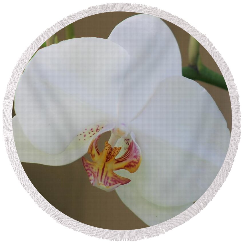 White Round Beach Towel featuring the photograph White Orchid by Yvonne M Smith