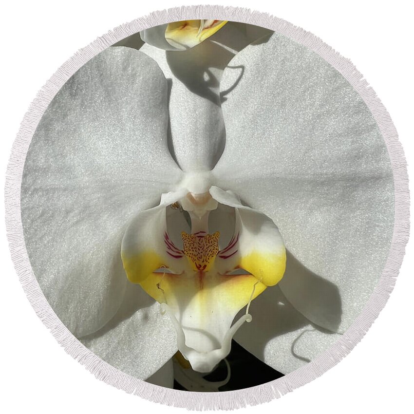 Orchid Round Beach Towel featuring the photograph White Orchids Yellow Center by Karen Zuk Rosenblatt