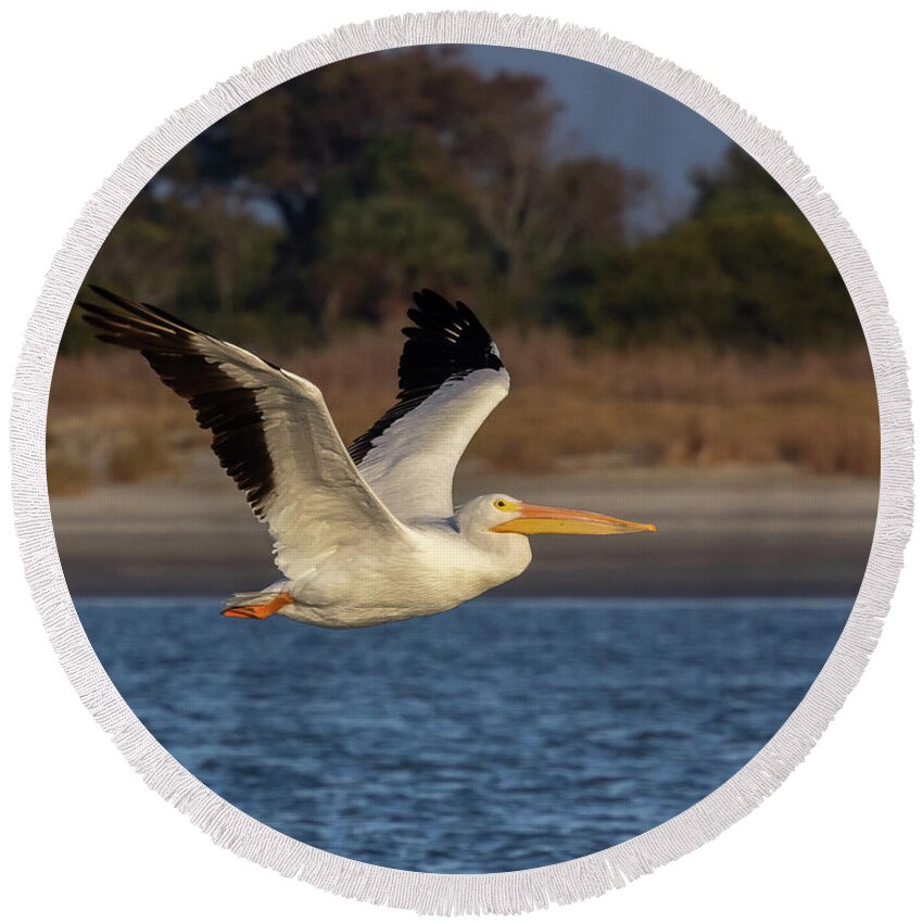 American White Pelican Round Beach Towel featuring the photograph White Pelican in Flight by Patricia Schaefer